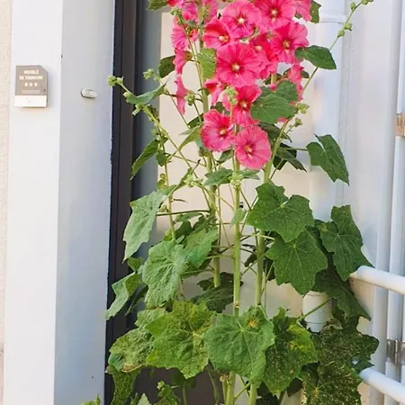 Rose Tremiere Proche * Les Sables-d'Olonne